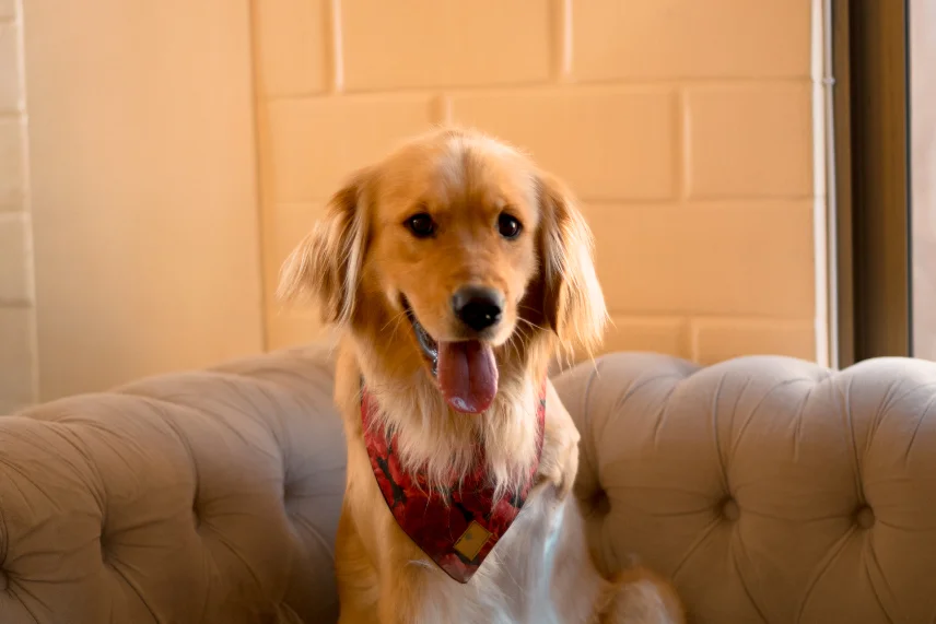 La Puppy, la perrita que inspiró Colitas Felices